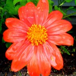 orange flower bliss 2 2019