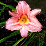 pink day lily 2 2019