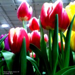 flower shoppe series #6 6 2020