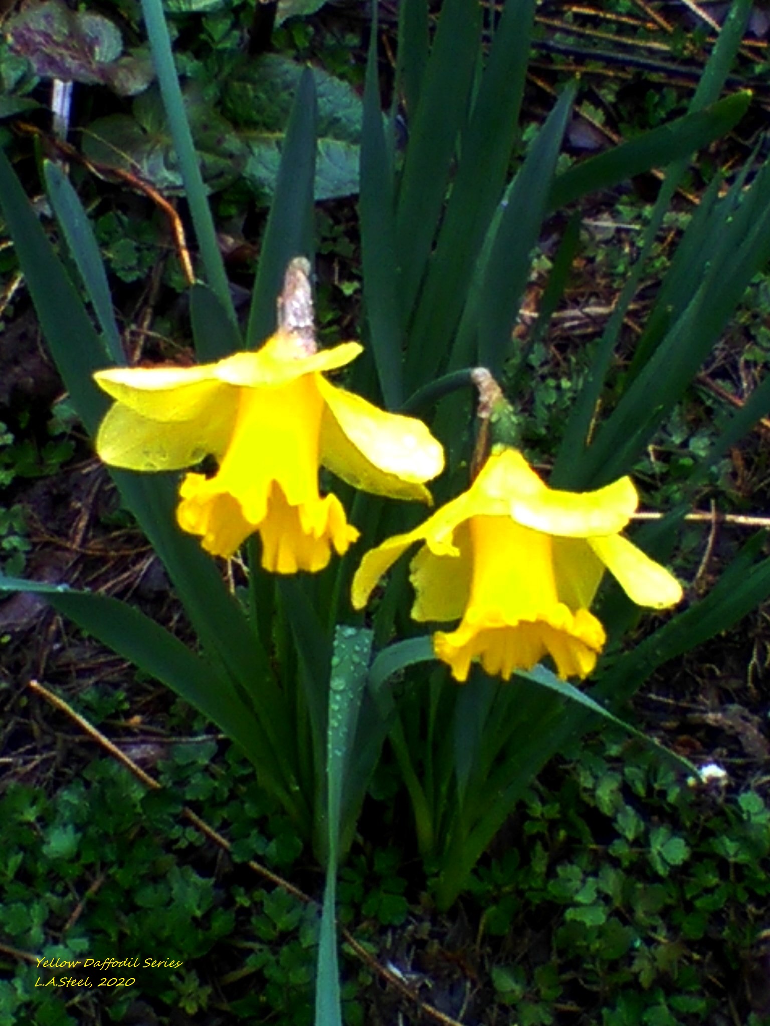 yellow daffodil series 2020