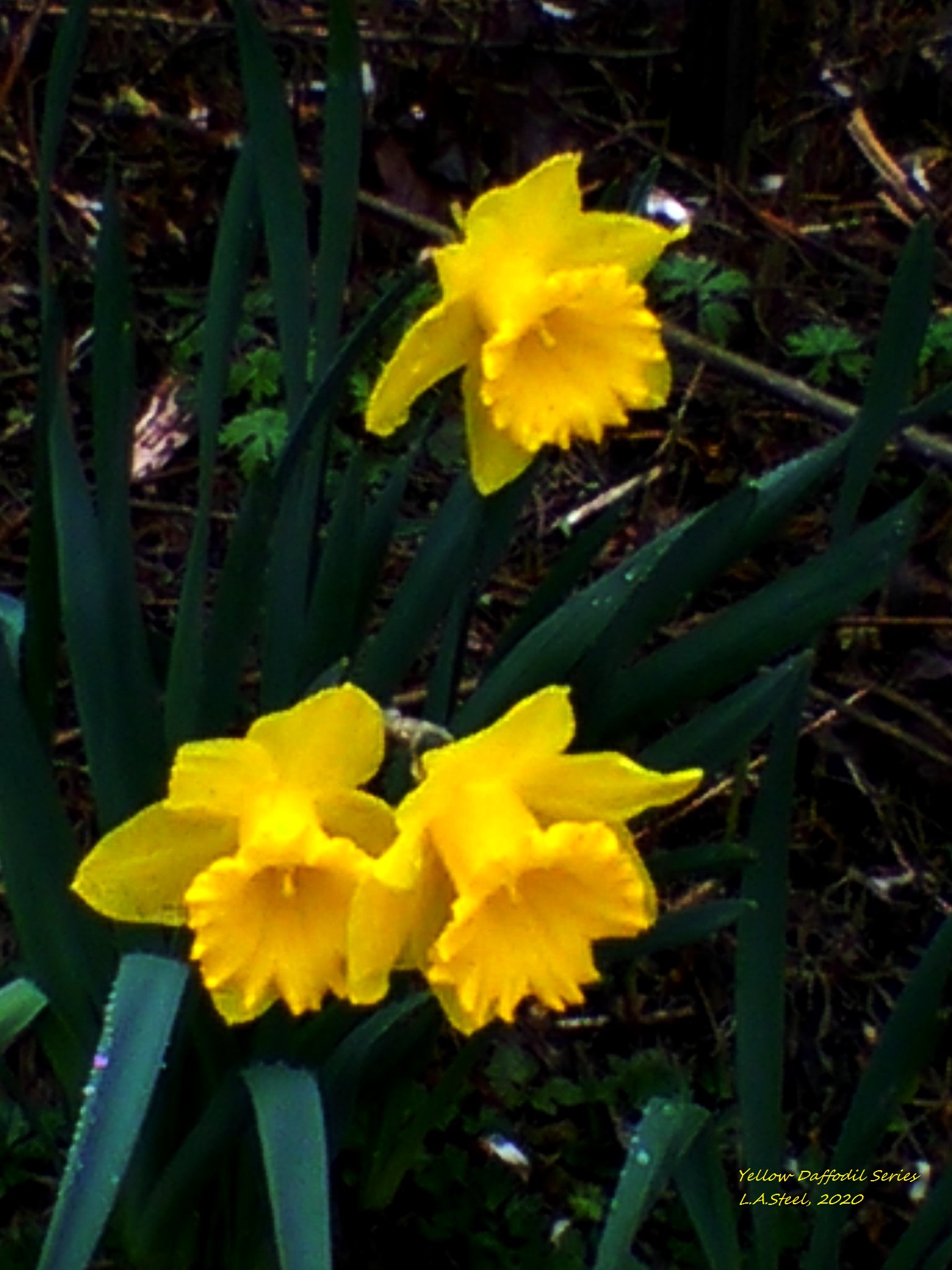 yellow daffodil series 3 2020