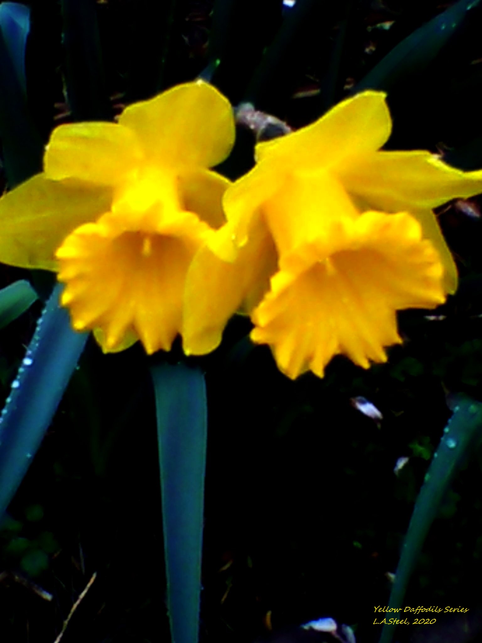 yellow daffodil series 4 2020