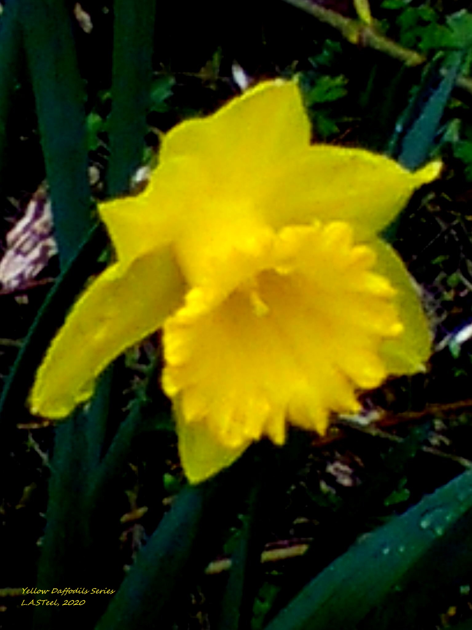 yellow daffodil series 5 2020