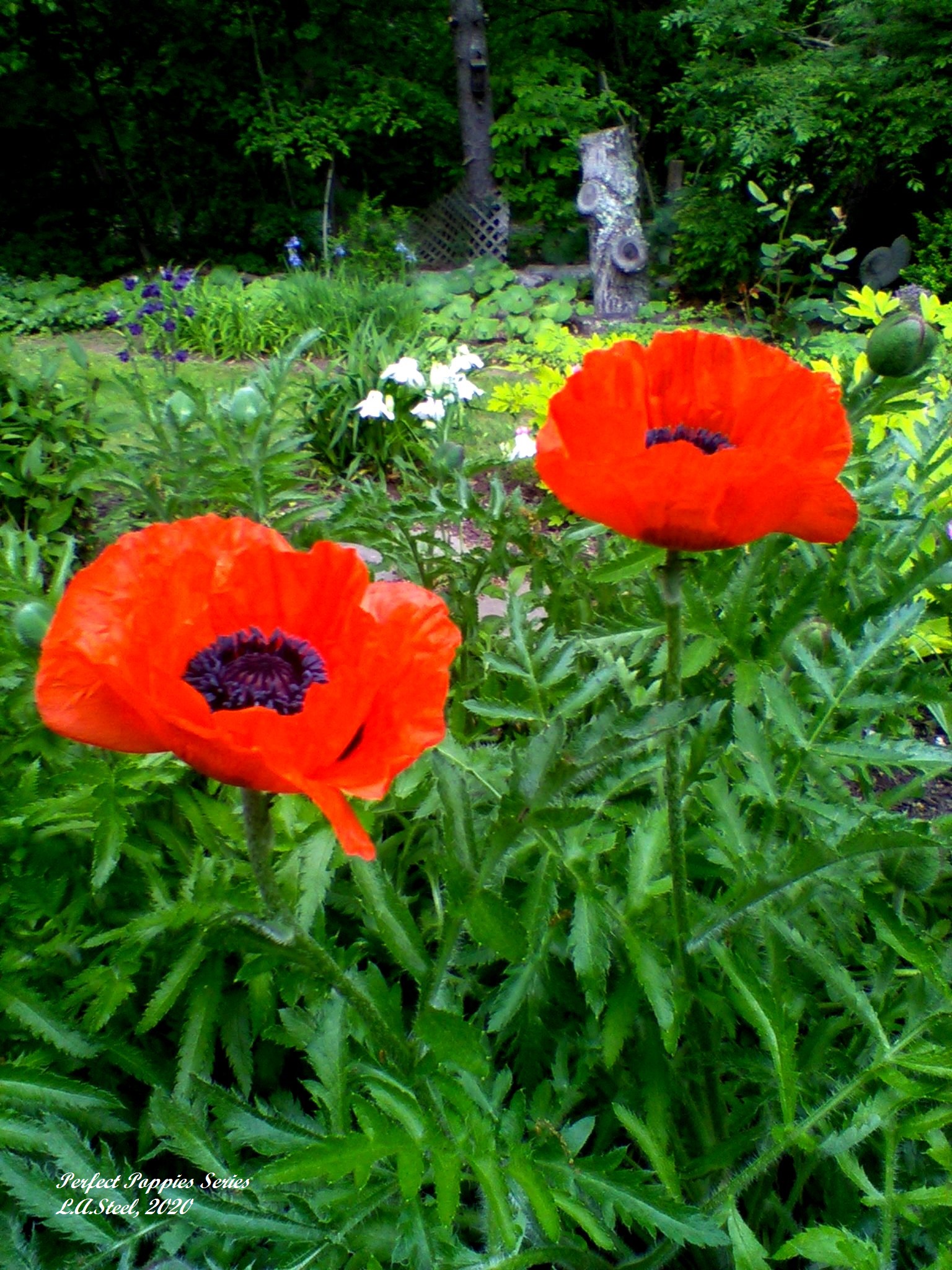 perfect poppies series 7 2020