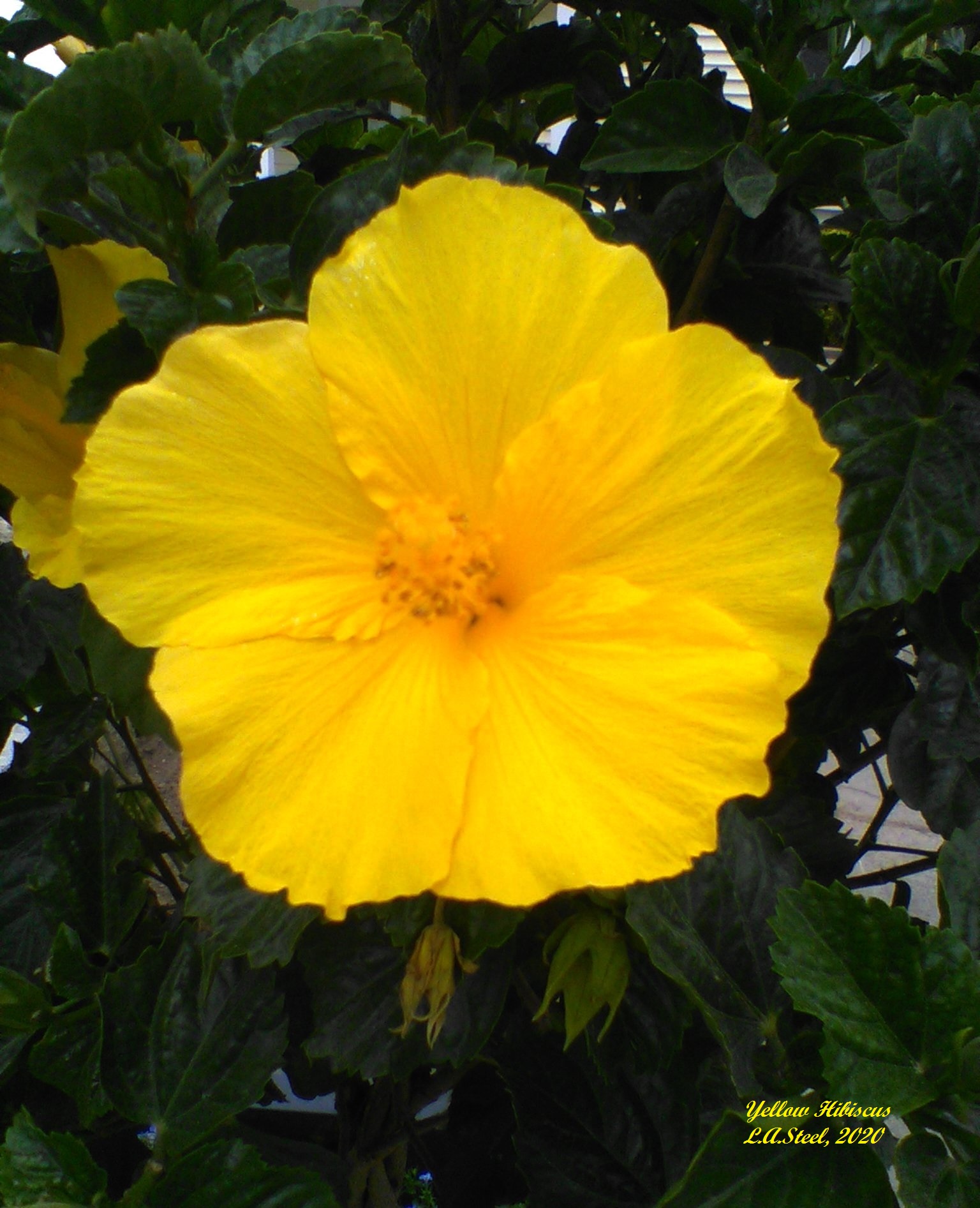 yellow hibiscus 2020
