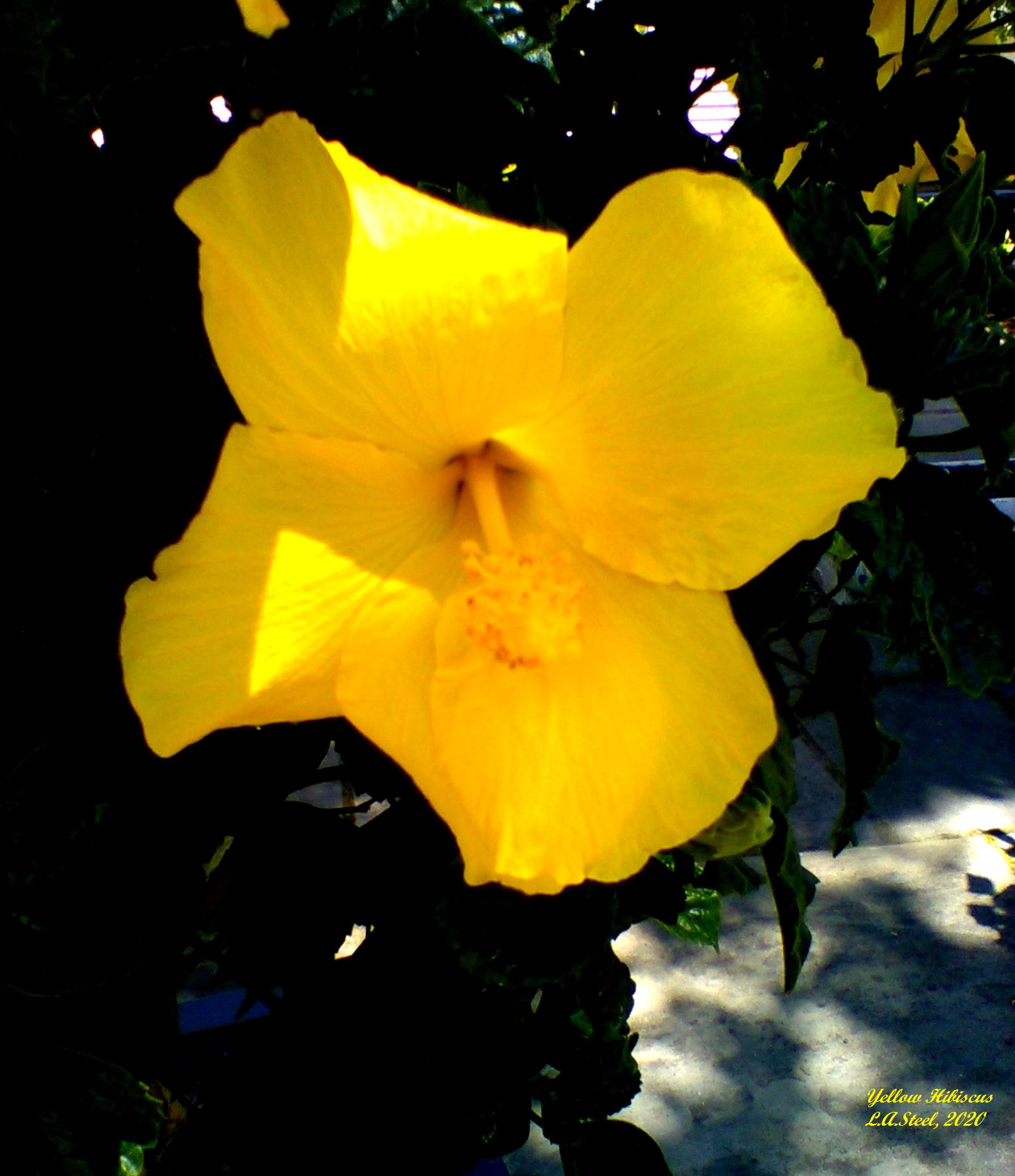 yellow hibiscus 3 2020
