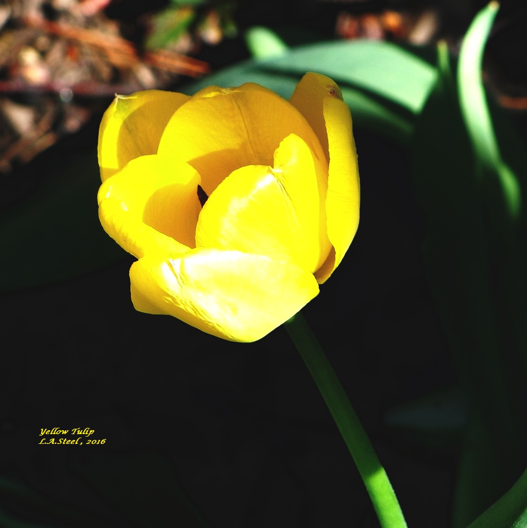 yellow tulip 2016 2