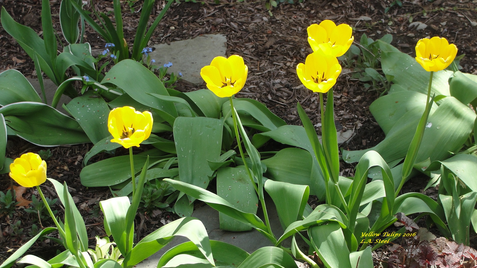 yellow tulips 2016